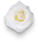 flower 01 free img